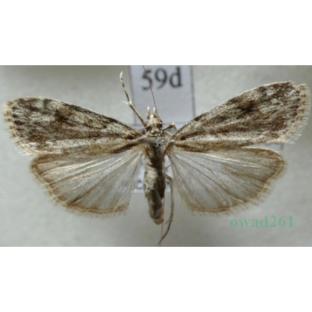 Scoparia ambigualis (Treitschke, 1829) Czech59d